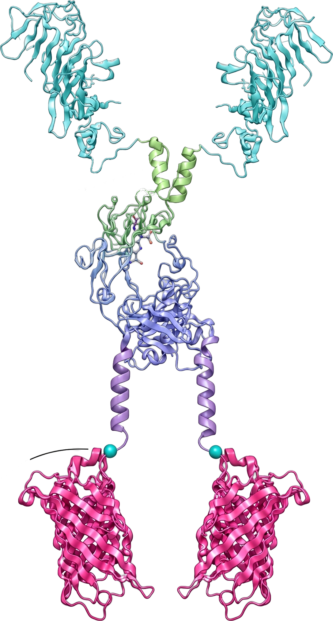 SCOPE detection reagent molecular structure
